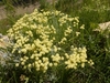 Form in bloom