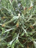 Small green leaves