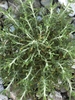 Alternate leaves