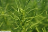 Leaf closeup