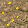 Stem and buds