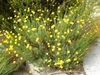 Form in bloom