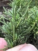 fingers holding branches with imbricate leaves like Juniper.