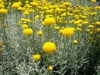 Santolina chamaecyparissus