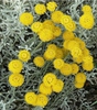 Santolina chamaecyparissus