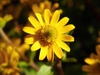 Sanvitalia procumbens