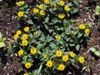 Sanvitalia procumbens