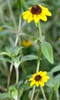 Sanvitalia procumbens