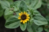 Sanvitalia procumbens