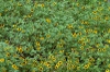 Sanvitalia procumbens