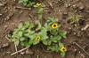 Sanvitalia procumbens