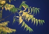 Sapindus drummondii