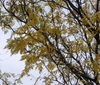 Fall Color Leaf