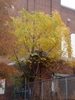 Fall Color Form