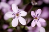 Saponaria ocymoides
