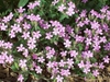 Saponaria ocymoides