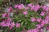 Saponaria ocymoides