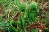 Plant in habitat. Pitchers green & open to the sky