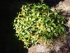 Sarcandra glabra
