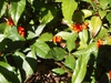 Sarcandra glabra
