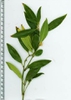 Sarcococca hookeriana var. humilis