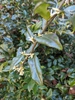 Sarcococca hookeriana