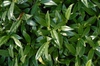 Sarcococca hookeriana var humulis