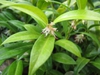 Sarcococca hookeriana 