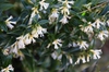 Sarcococca hookeriana