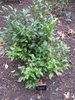 Sarcococca orientalis