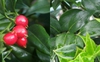 Sarcococca ruscifolia