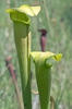 Sarracenia alata