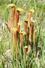 A stand of pitchers in the wild. Pitchers have red veins.