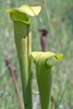 Close-up on the hooded open ends of two pitchers.