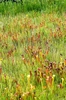 A large stand of pitchers. Most have red tips and hoods.