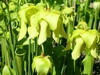 Close-up of the flowers with pendulous yellow sepals & petals