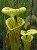 Close-up on yellow-green, lidded pitchers with red veins.