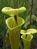 Sarracenia flava