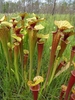 Side view of yellow-green, lidded pitchers with dense red veins.