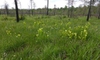 Sarracenia flava