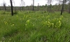 A pineland meadow with dozens of pitchers among the grass