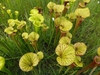 Sarracenia flava