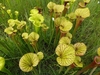 top view of yellow-green, lidded pitchers with red veins.