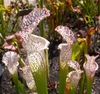 Sarracenia leucophylla