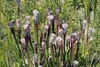 Stand of pitchers in the wild. They have white tops & red veins.