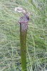 Sarracenia leucophylla