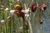 White-topped pitcher & red, nodding flowers.