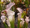 Close-up on lidded pitchers. They have white tops & red veins.