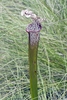 A single pitcher with a white top & red veins.