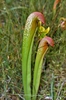 Sarracenia minor